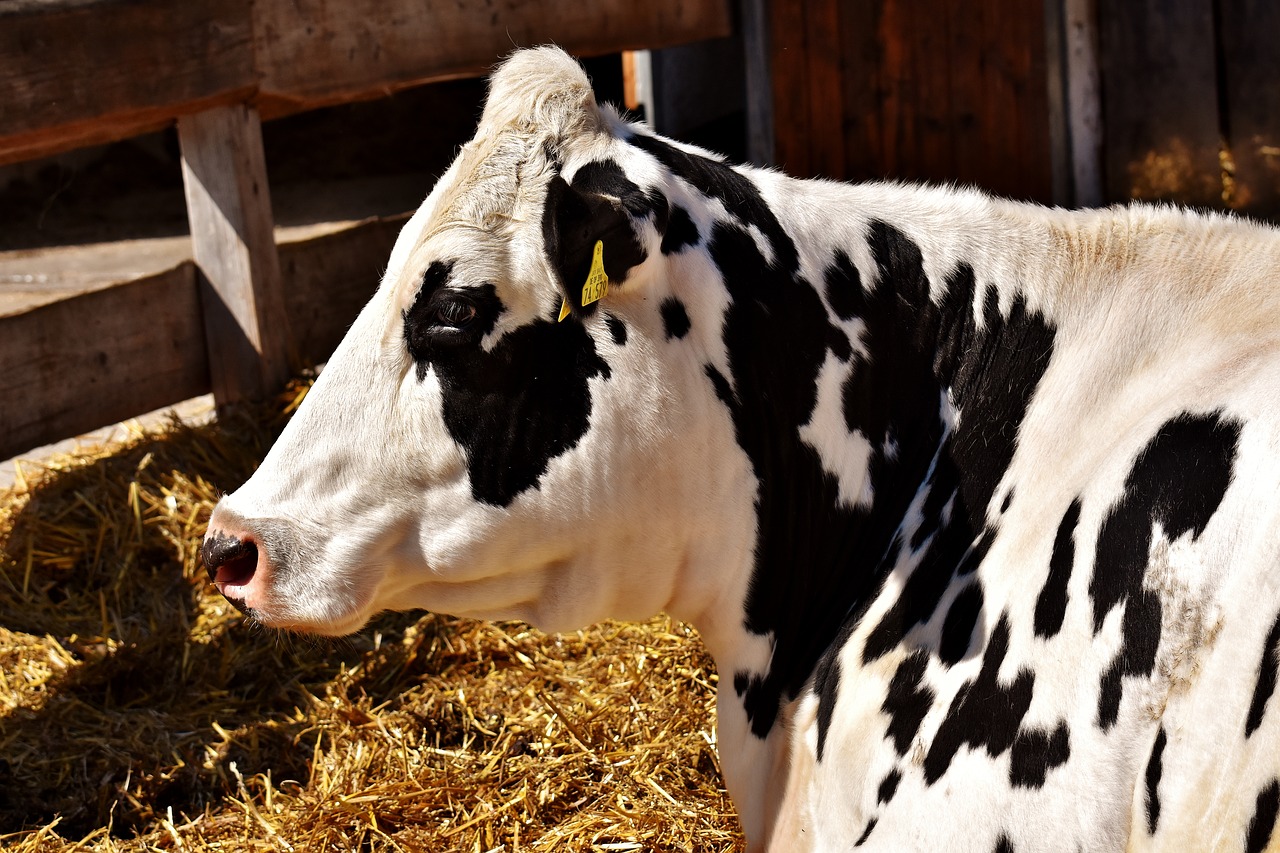 Image - cow beef black and white concerns