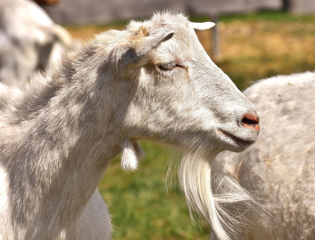 Image - goat white animal domestic goat