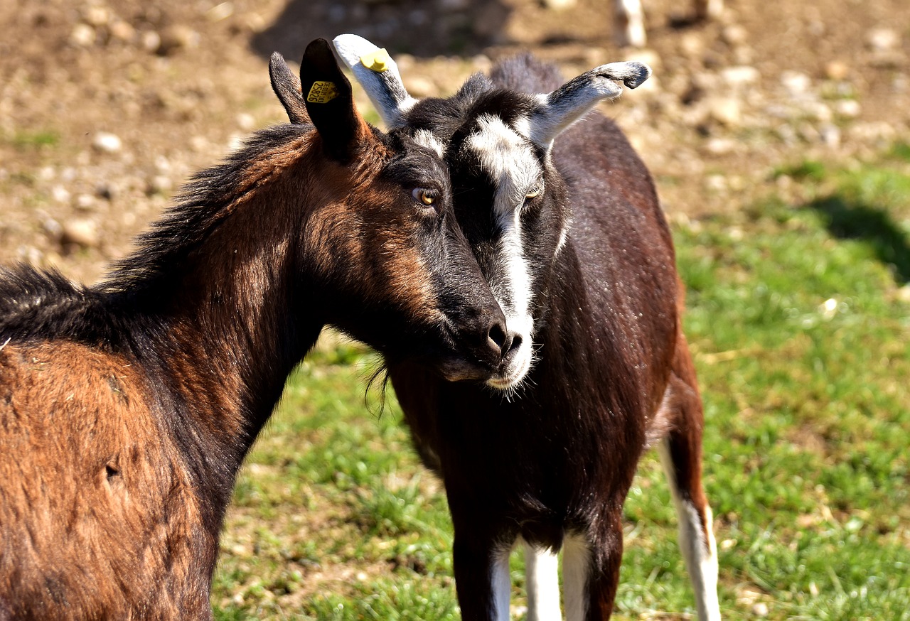 Image - goats pair smooch cute funny