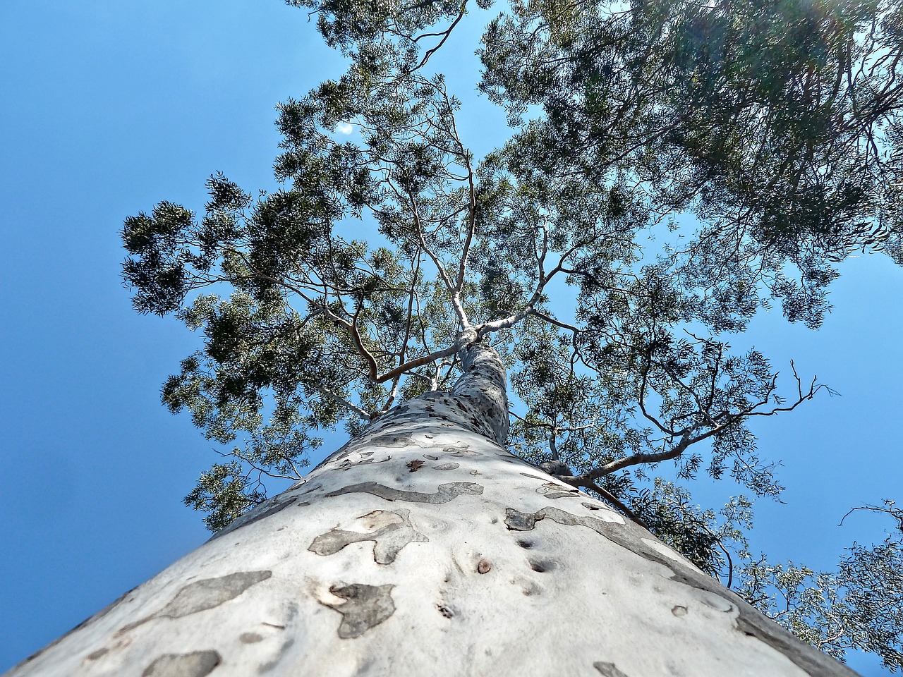 Image - trunk perspective tree environment