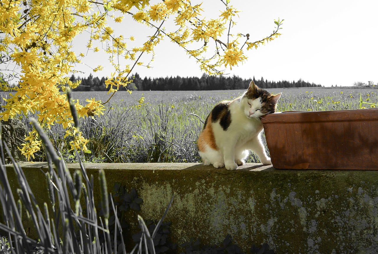 Image - cat landscape yellow branch