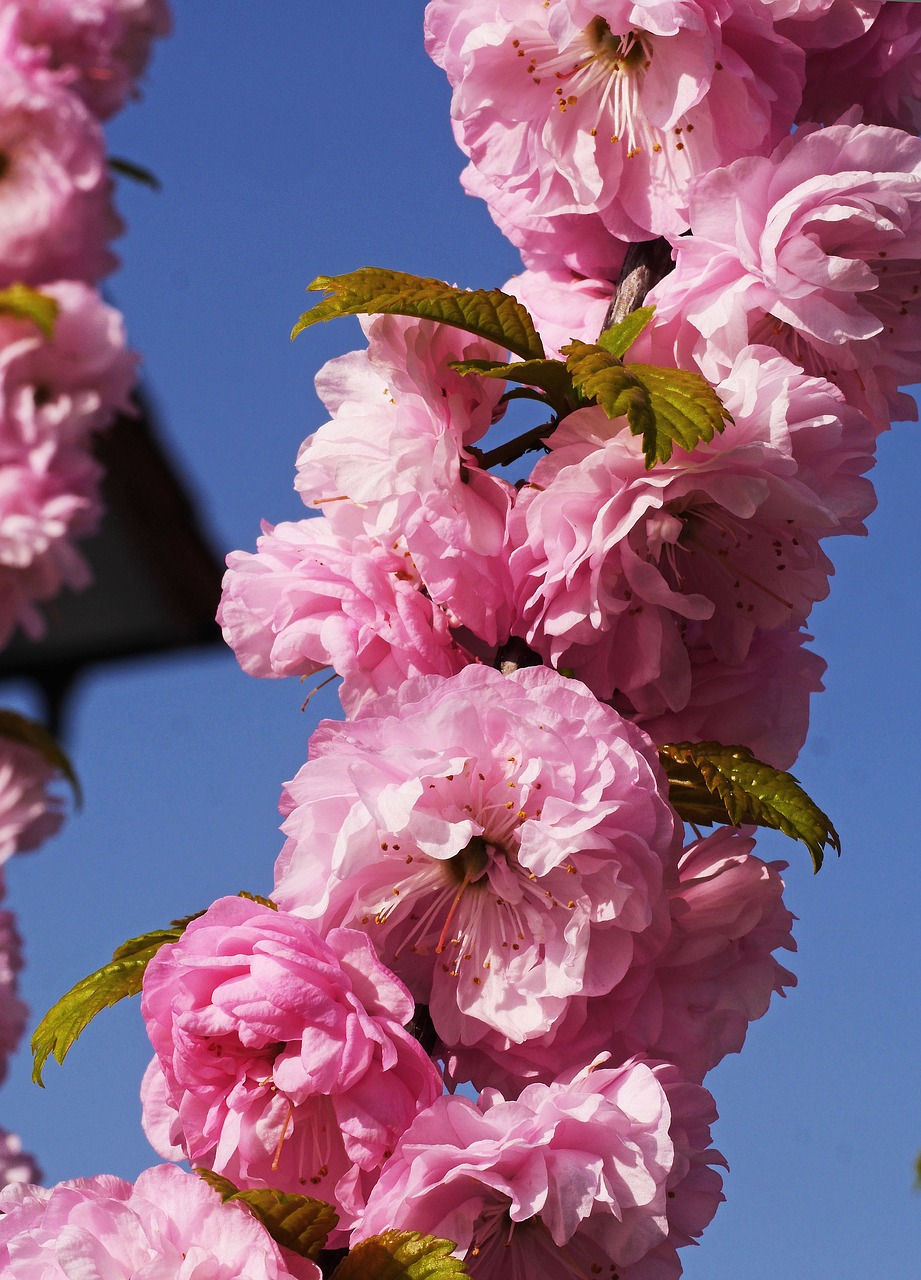 Image - almond blossom spring easter nature