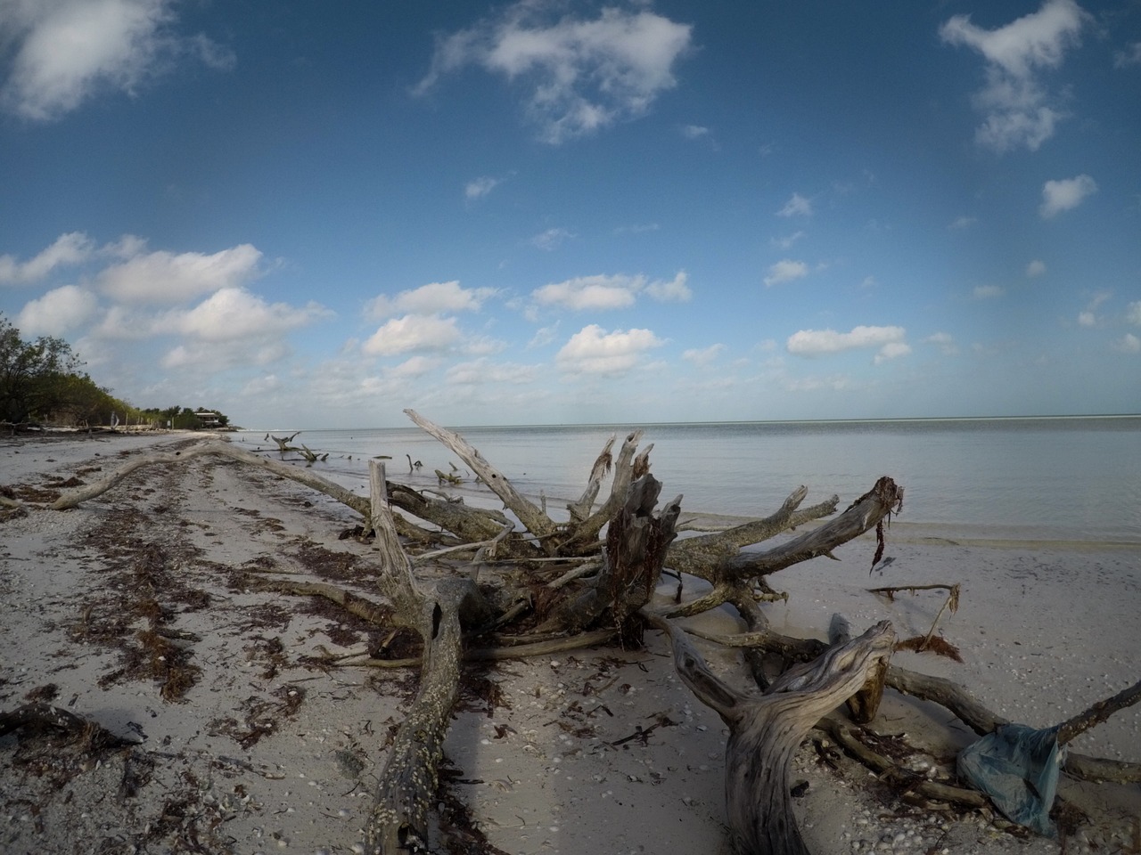 Image - driftwood seaside beach wood