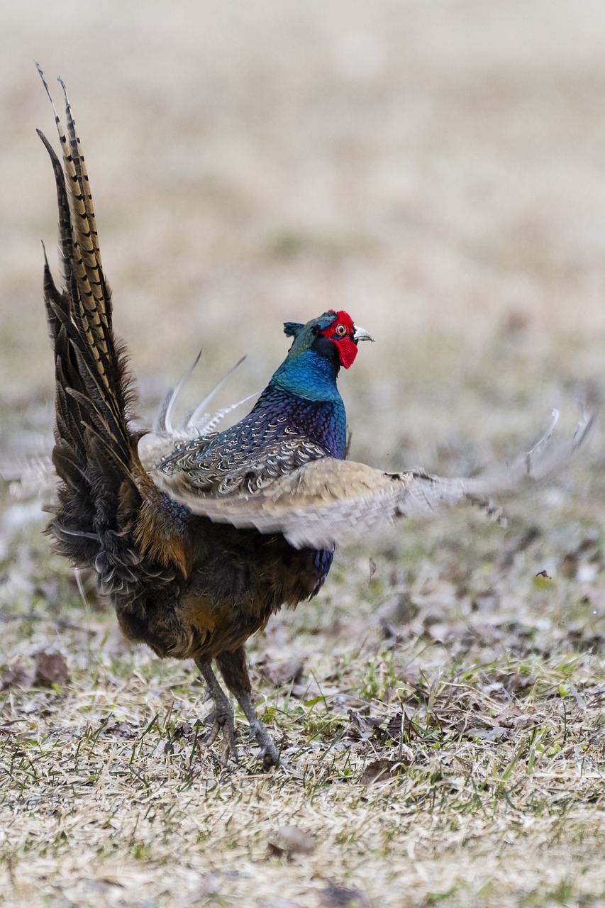 Image - pheasant bird spring territory