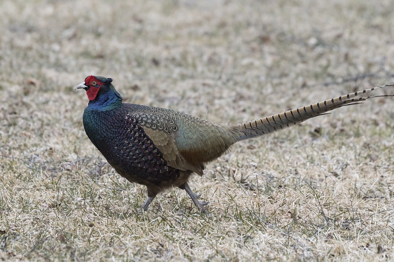 Image - saturated color pheasant spring