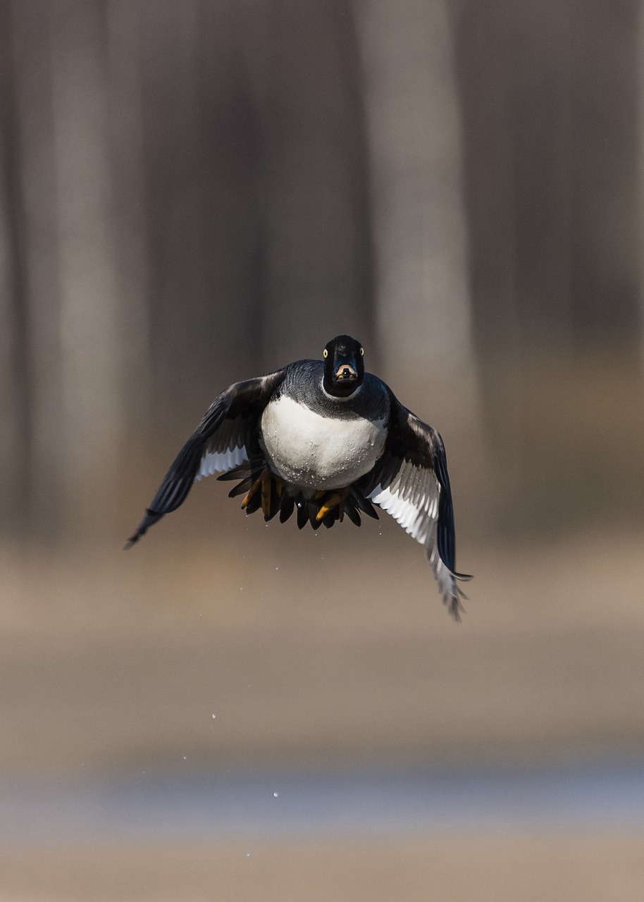 Image - goldeneye bucephala clancula