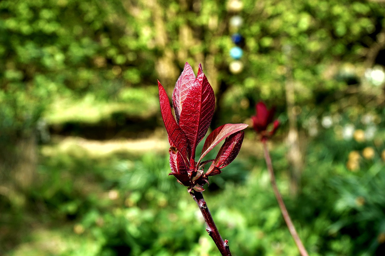 Image - plant leaf nature green summer