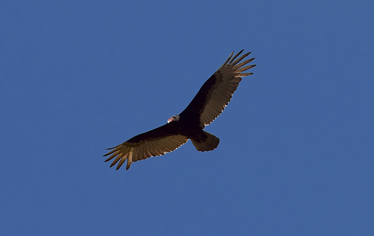 Image - turkey vulture bird scavenger