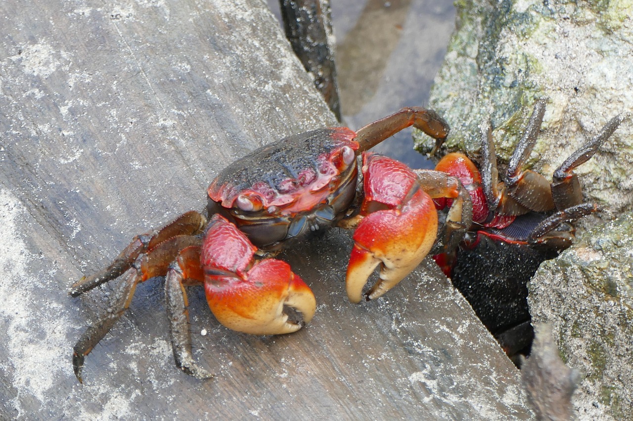 Image - cancer crab animal shellfish