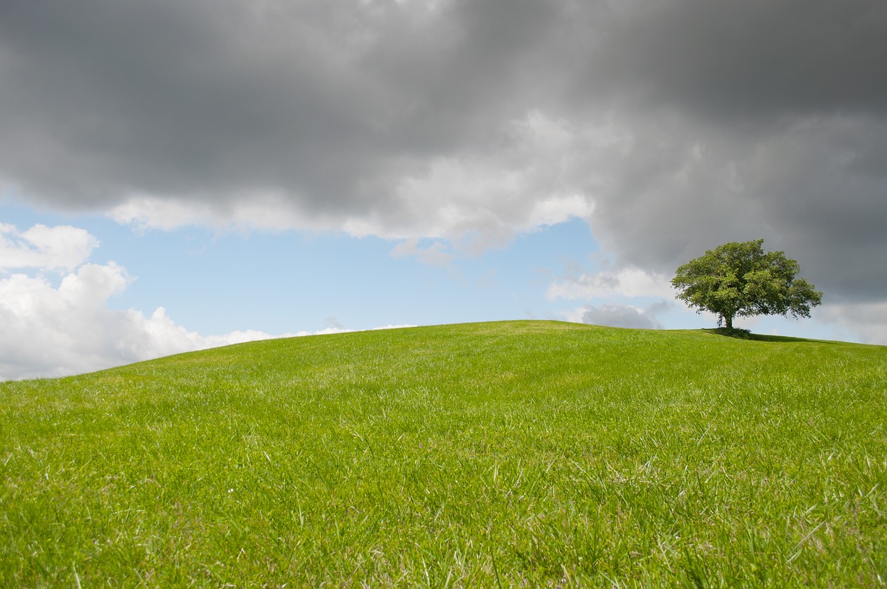 Image - hill lonely tree green meadow