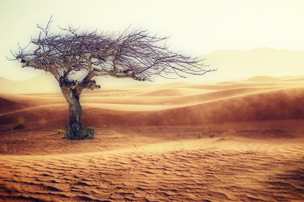 Image - desert drought landscape sand tree