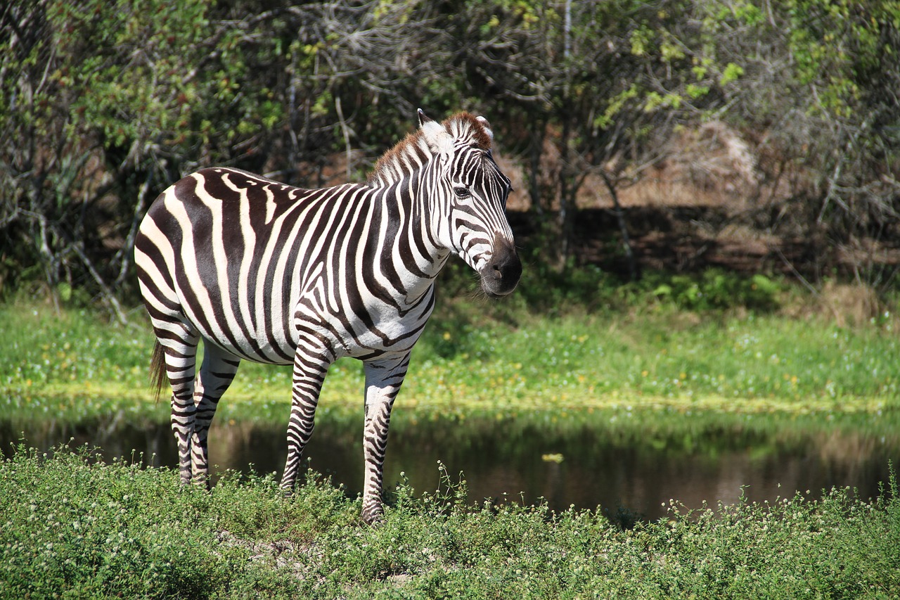 Image - zebra zoo florida striped