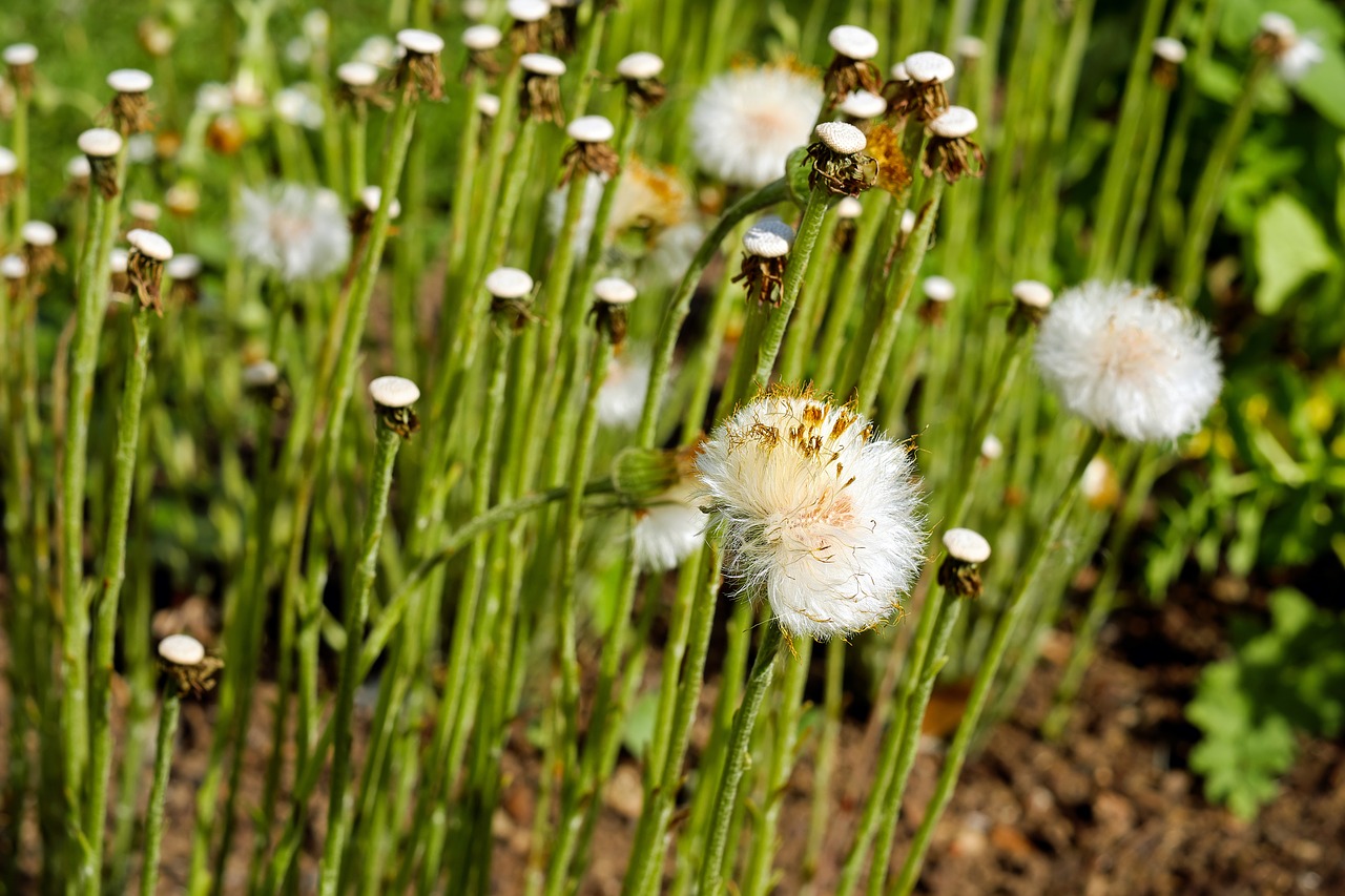Image - tussilago farfara dandelion seeds
