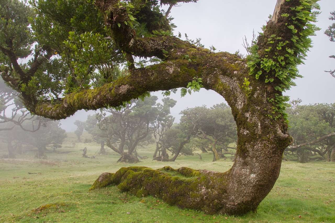 Image - laurel forest laurel tree madeira