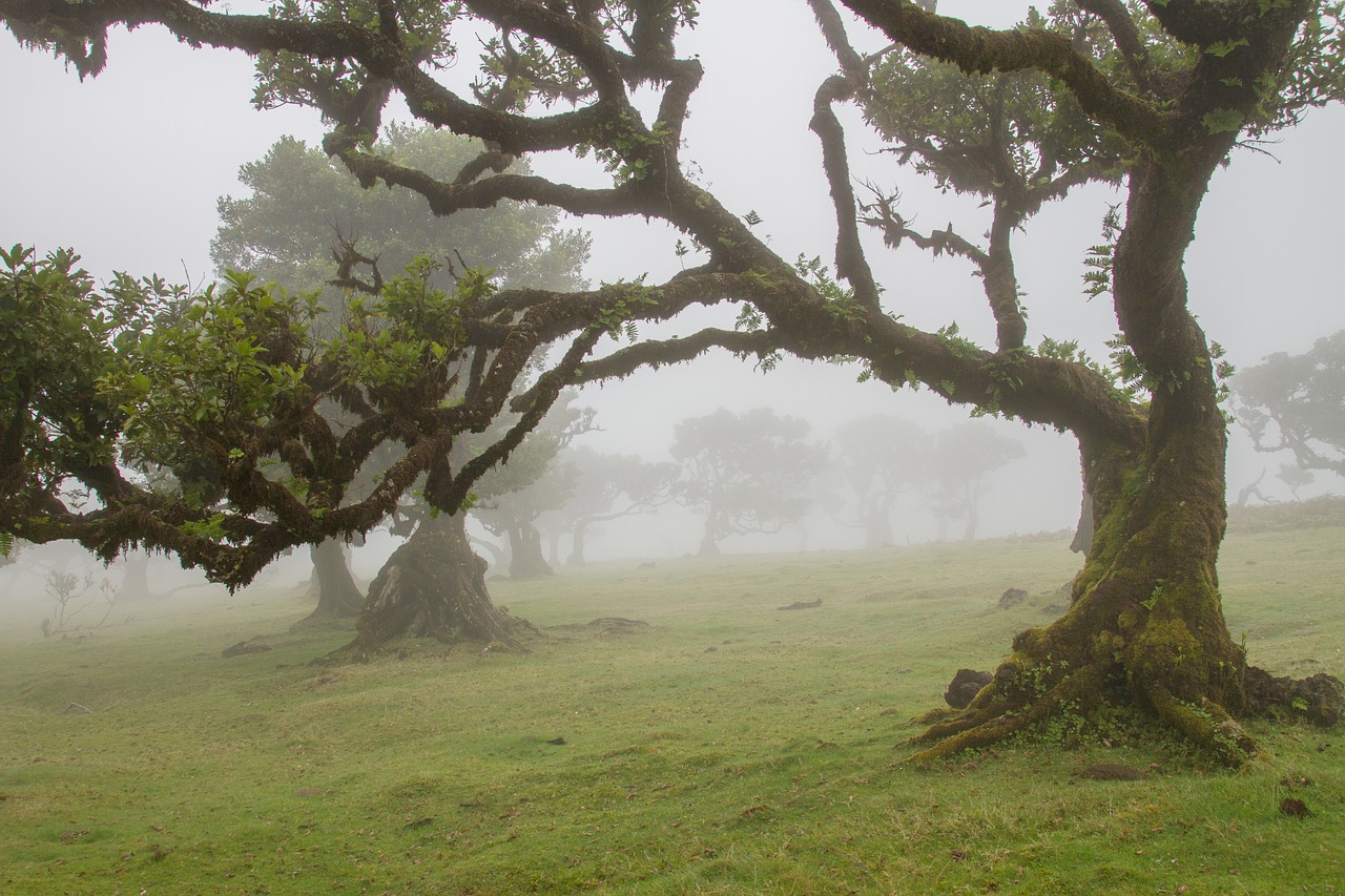 Image - laurel forest laurel tree madeira