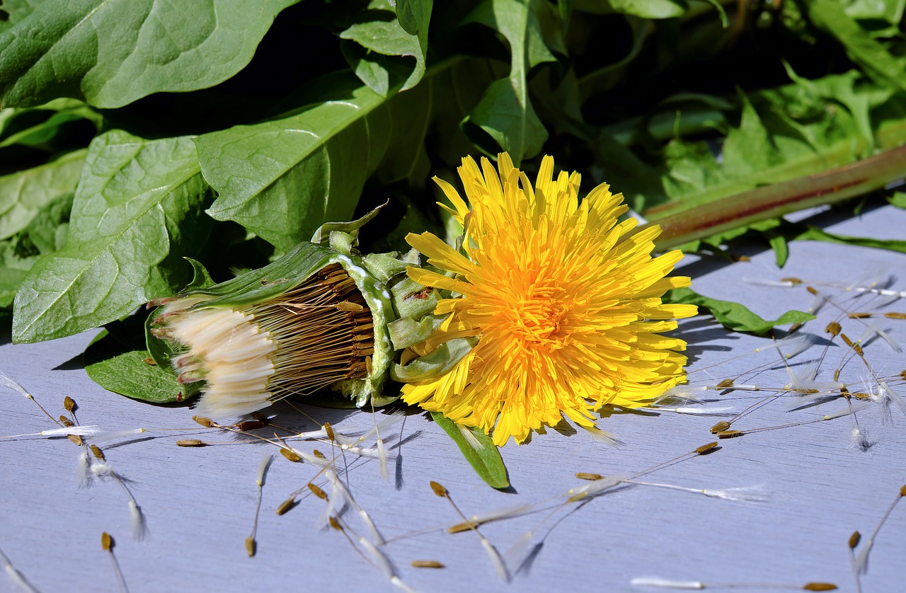 Image - dandelion flower blossom bloom