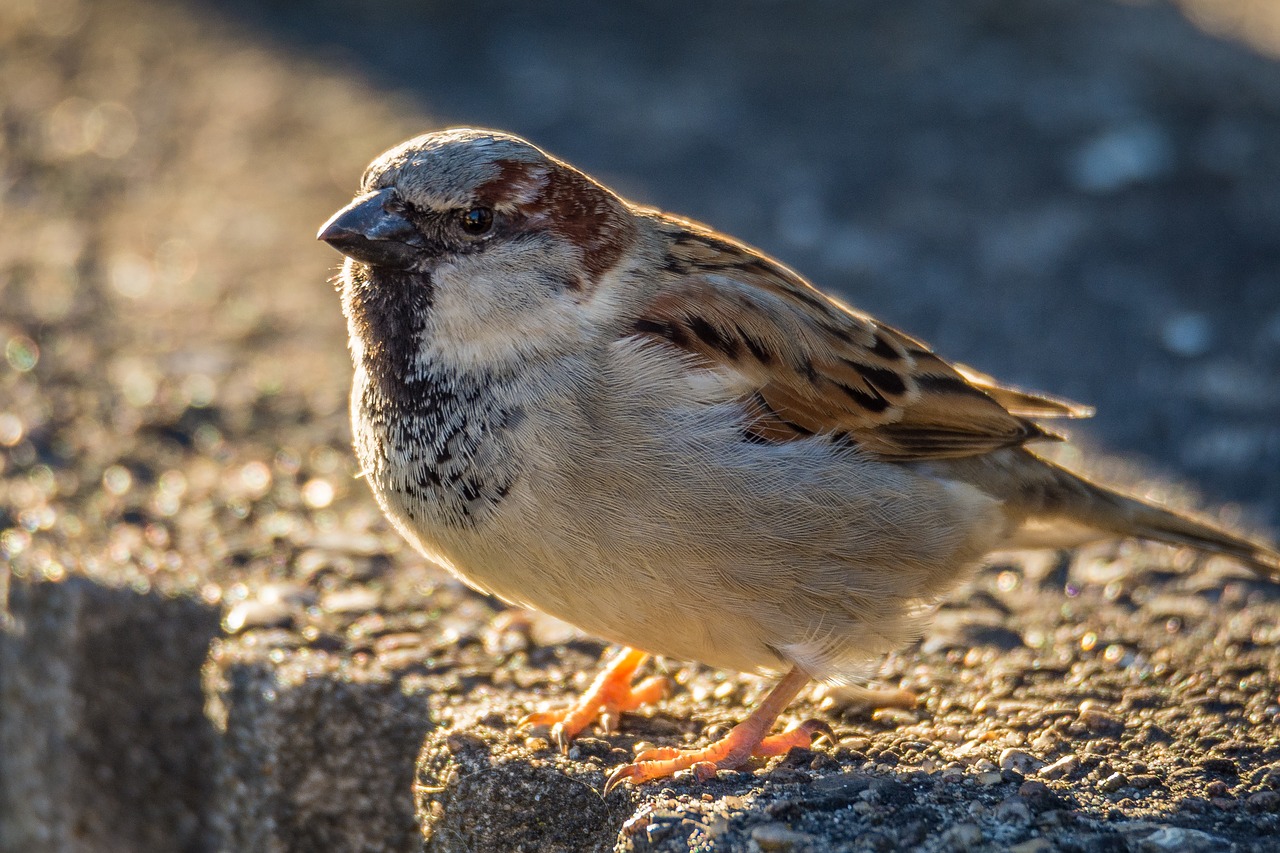 Image - sperling sparrow bird nature