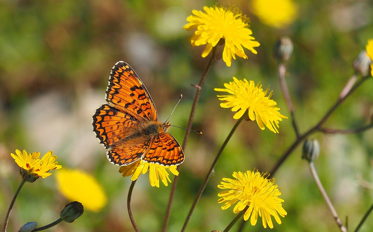 Image - nature butterfly flowers macro