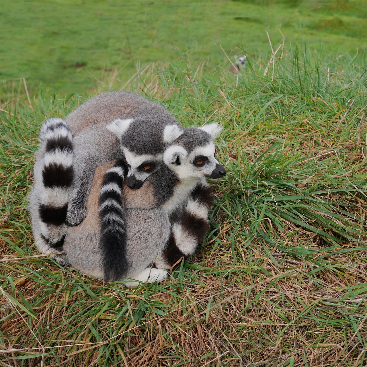 Image - three 3 lemur pair cuddle