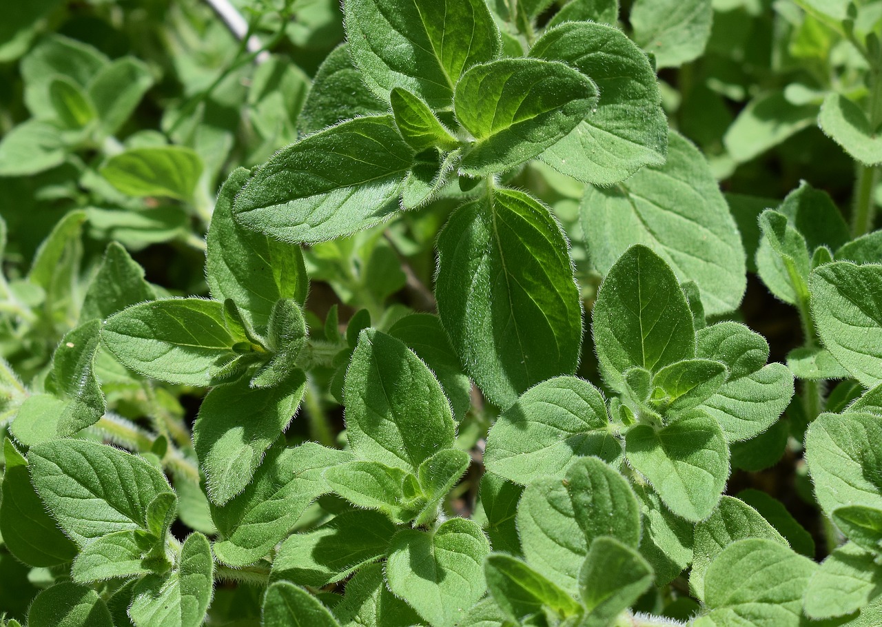 Image - summer savory herb plant culinary