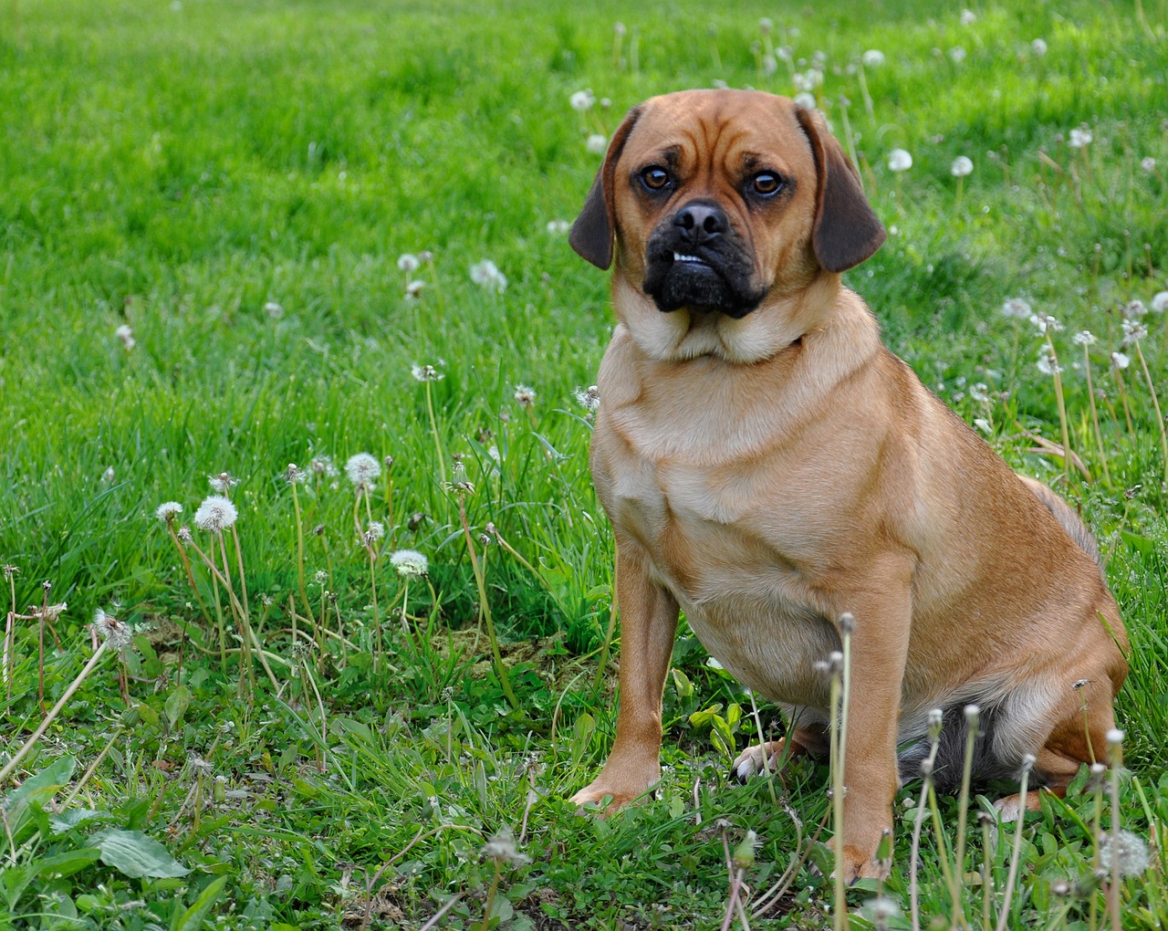 Image - puggle dog smiling moby funny