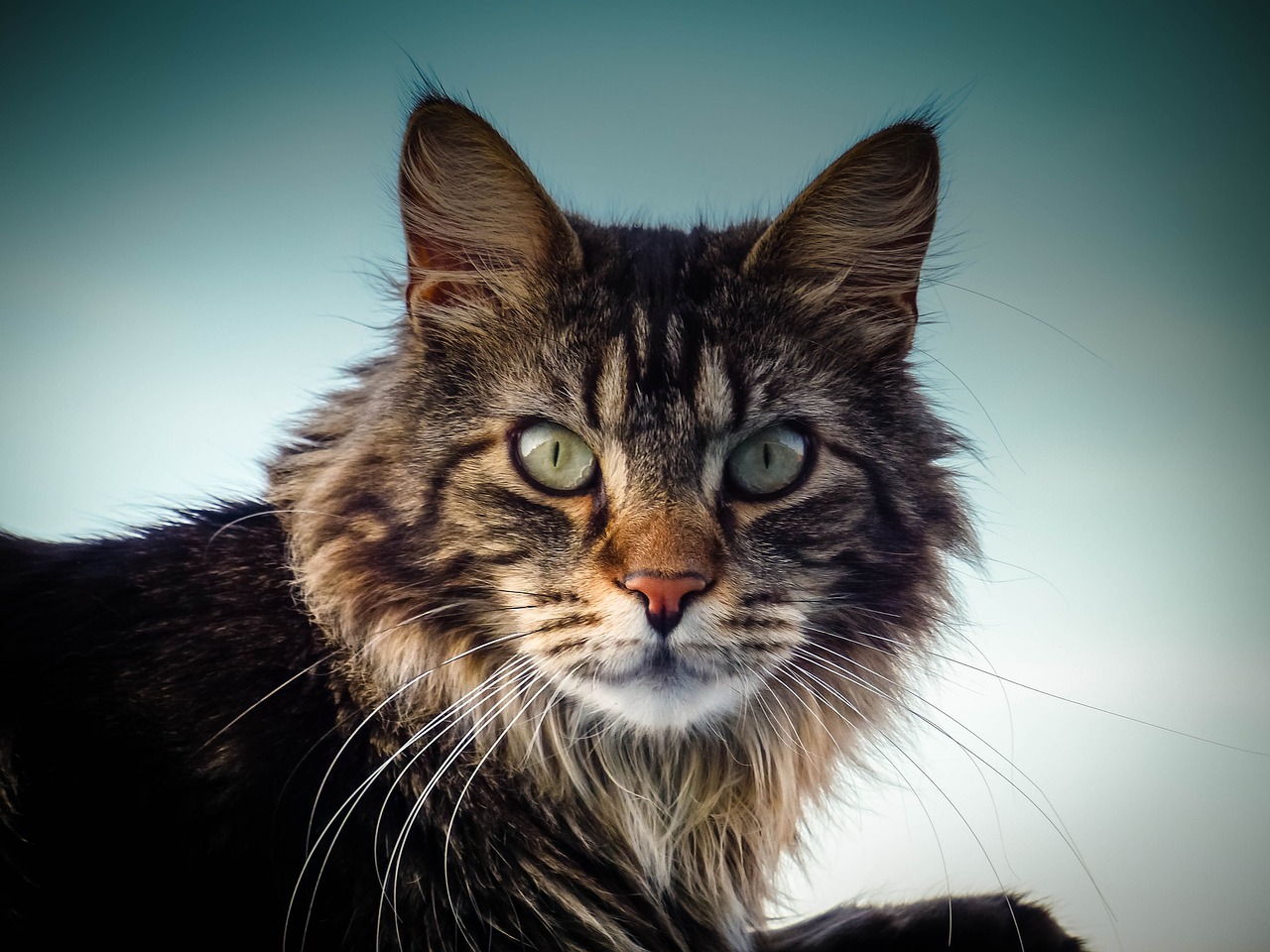 Image - maine coon cat cat eyes nose view