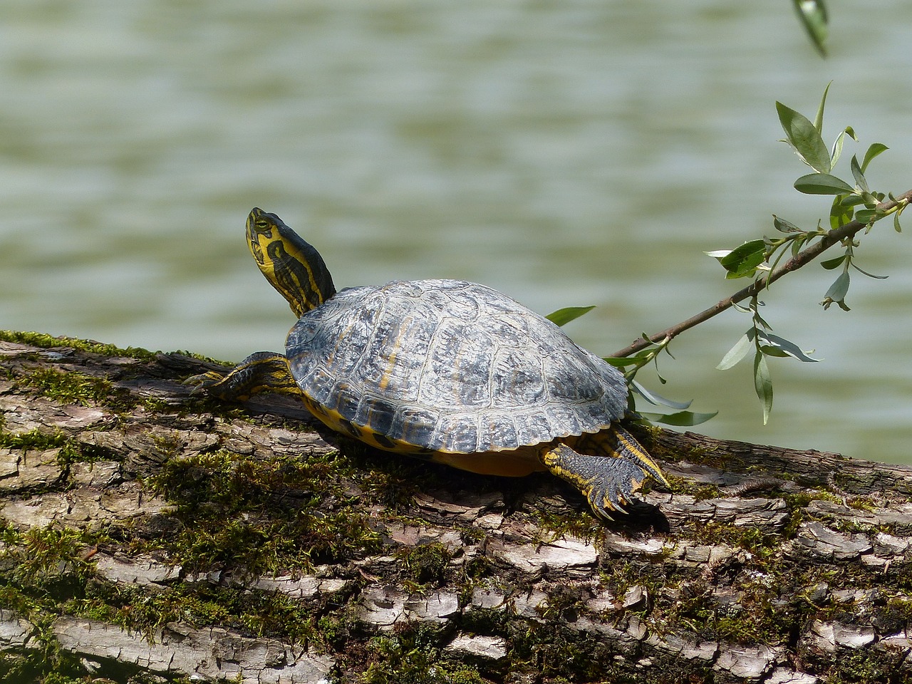 Image - behind brühler lake water turtle