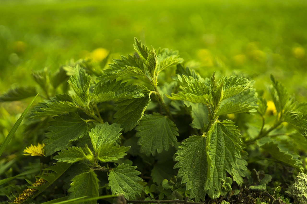 Image - stinging nettle nature spring plant