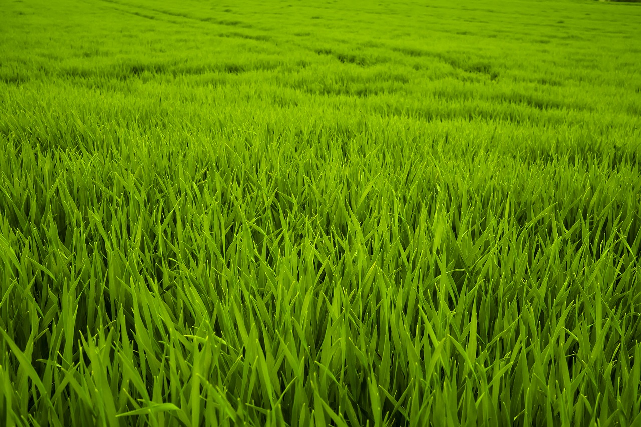 Image - grass green meadow juicy frisch