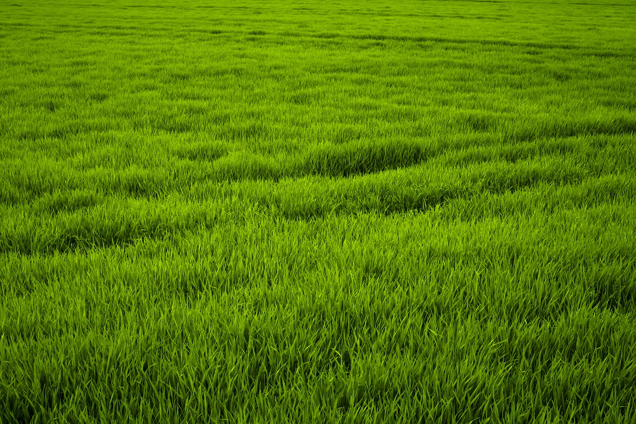 Image - grass green meadow juicy frisch