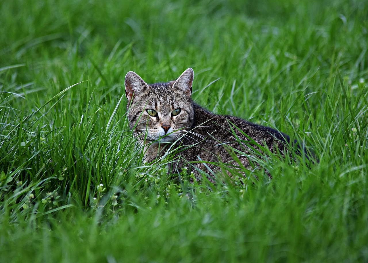 Image - cat grass cat s eyes kitten nature