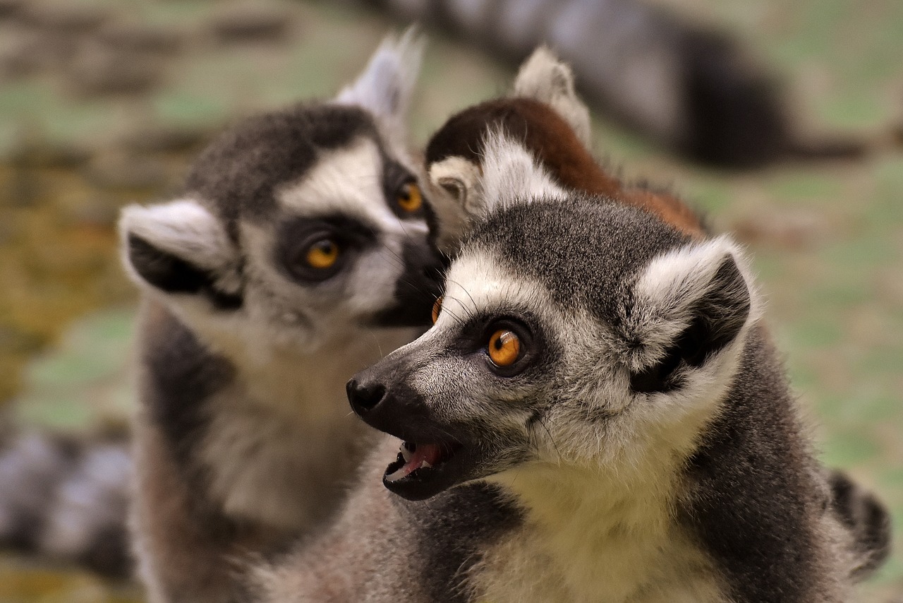 Image - lemur family cute ape animal