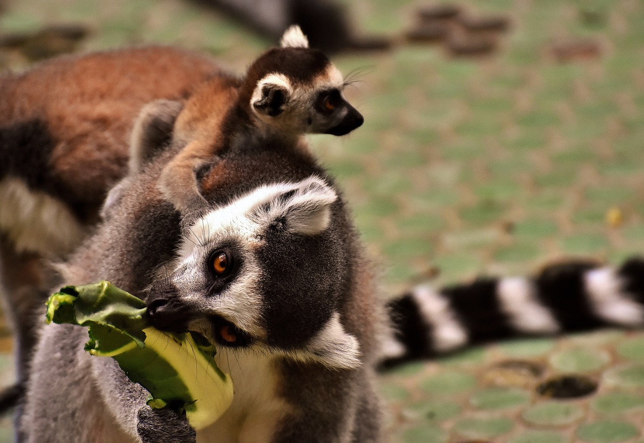 Image - monkey lemur cute eat zoo äffchen