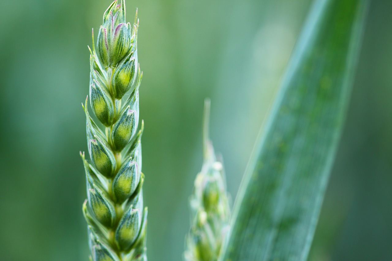 Image - agriculture background cereal corn