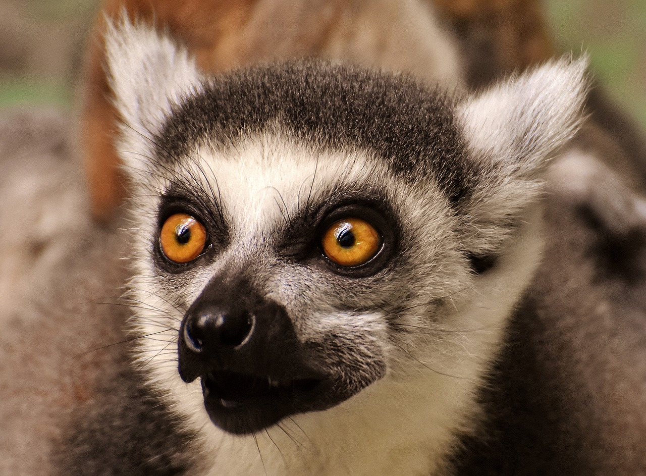 Image - monkey lemur cute eat zoo äffchen