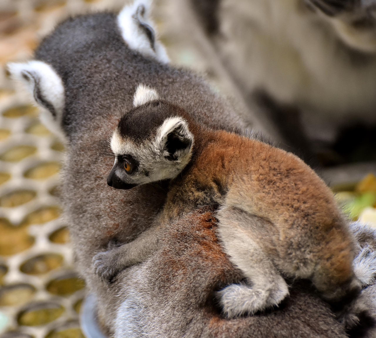 Image - lemur ape mother child