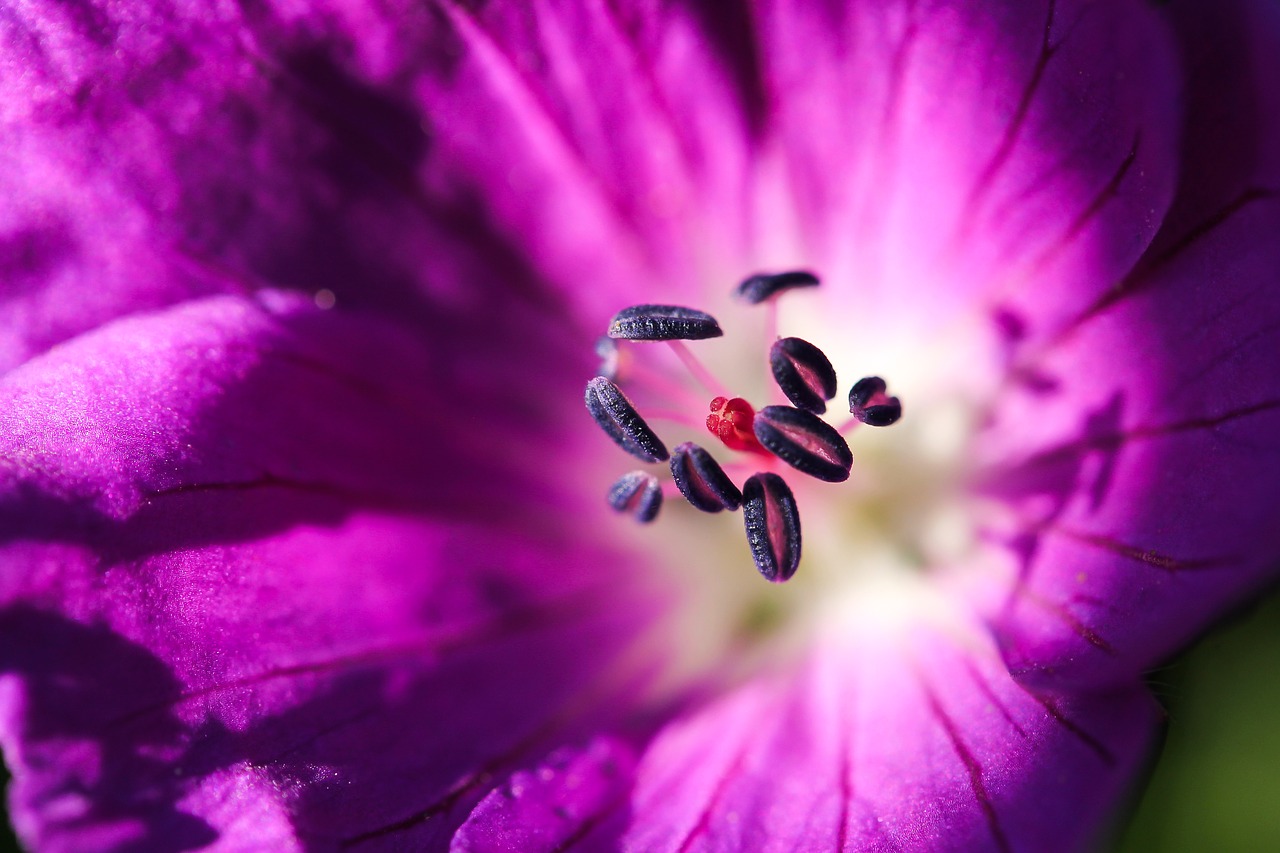 Image - flower purple flower