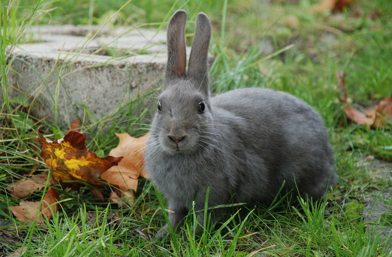 Image - rabbit gray nature leaf animal