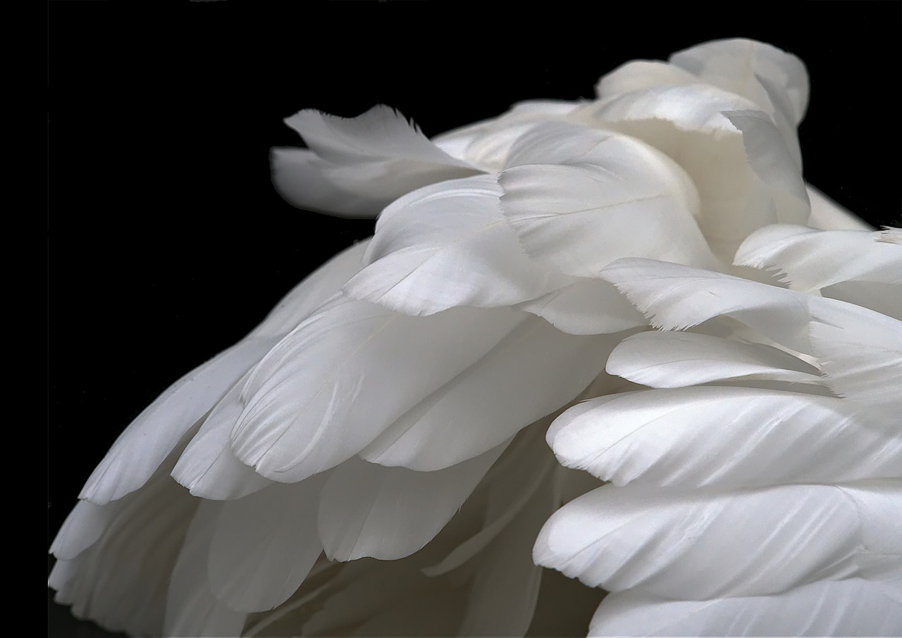 Image - feathers white swan plumage soft