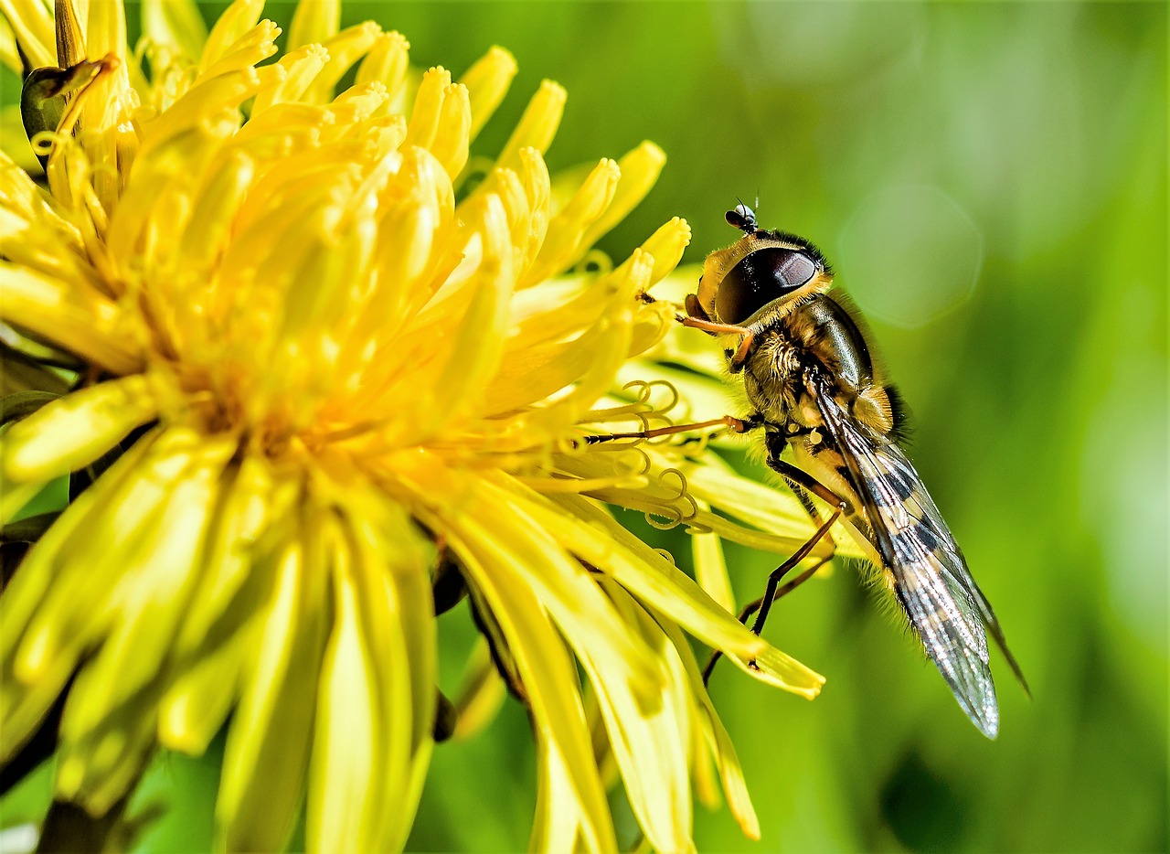 Image - wasp bee pollen insect animal