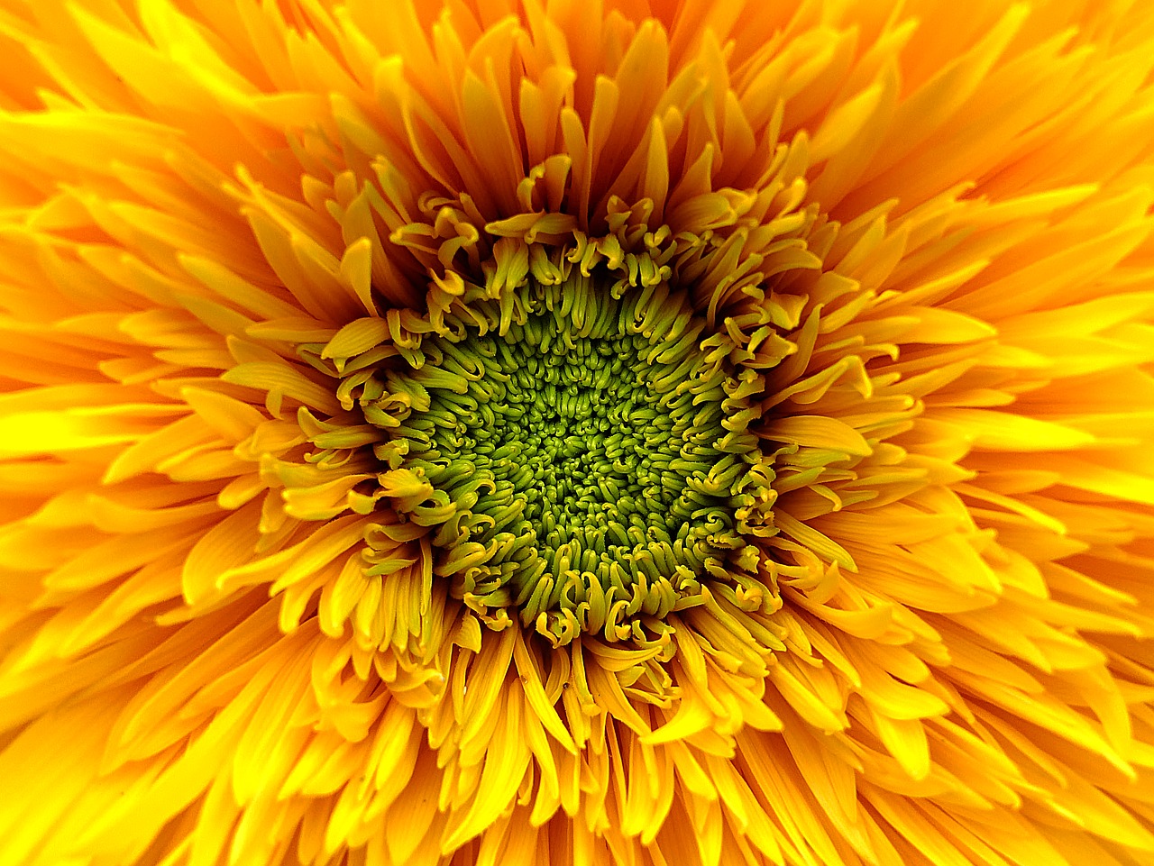 Image - sunflower flower yellow orange