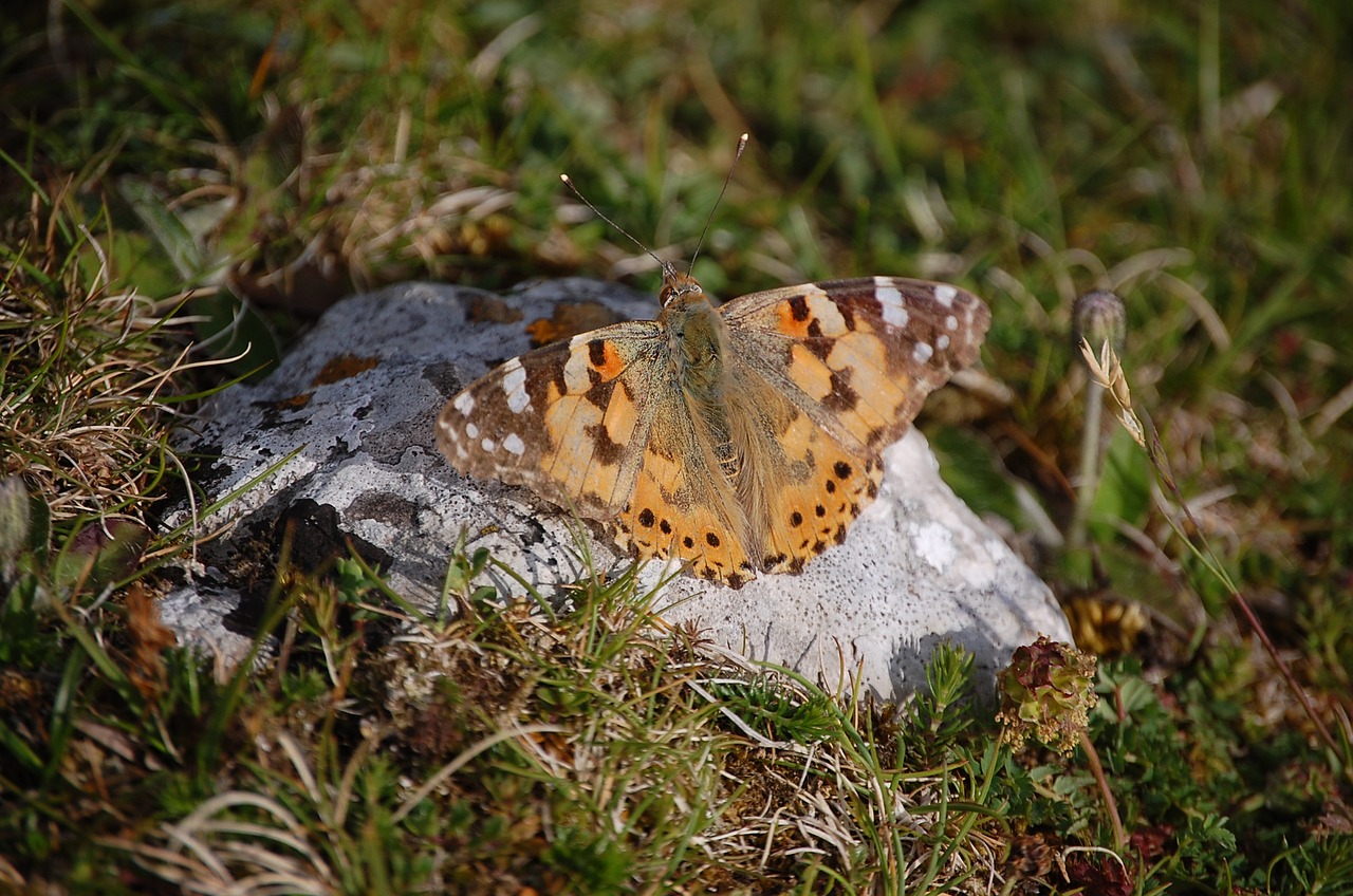 Image - butterfly stone nature green