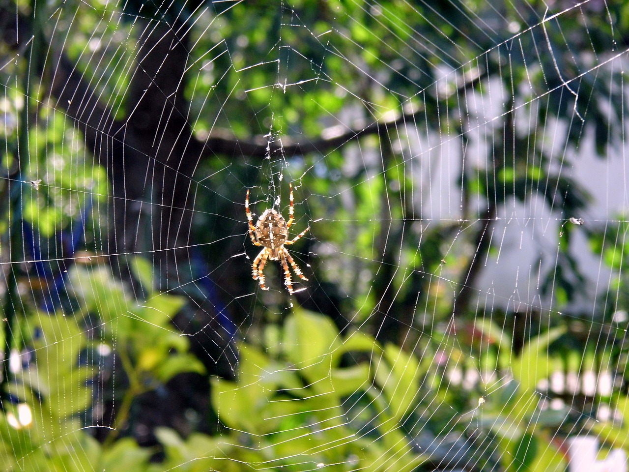 Image - spider autumn cobweb nature insect