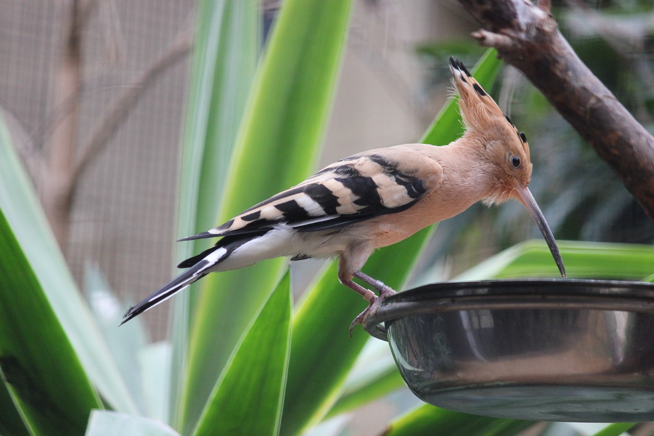 Image - hoopoe bird zoo drink