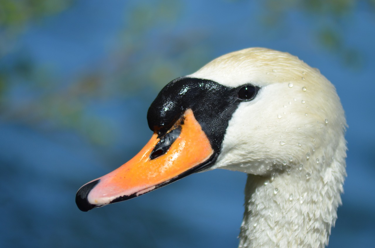 Image - swan duck beak nature majestic