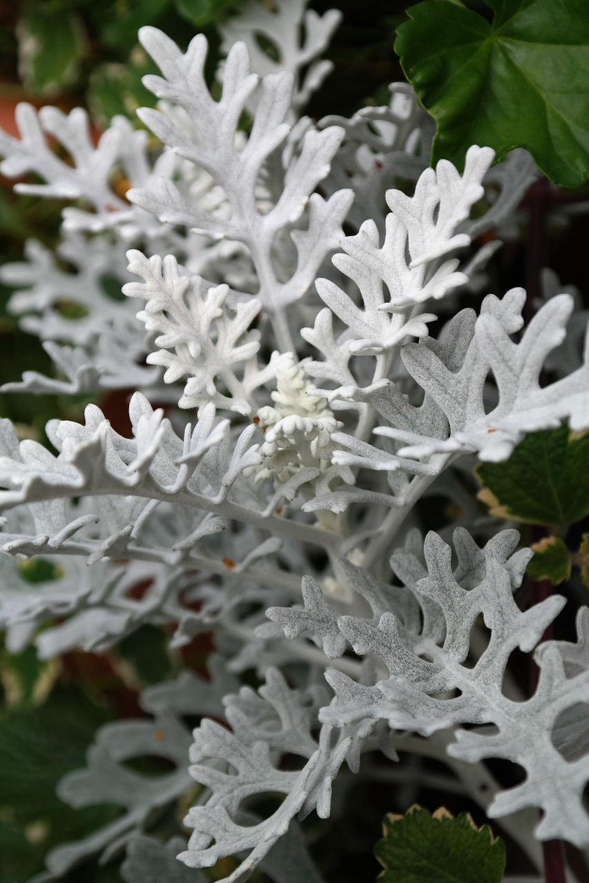 Image - white fuzzy groundsel plant leaves