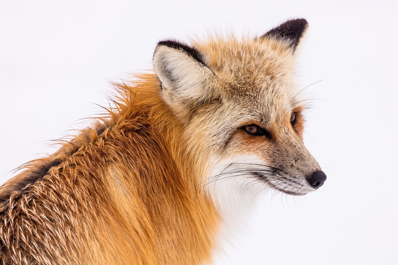 Image - red fox wildlife snow winter