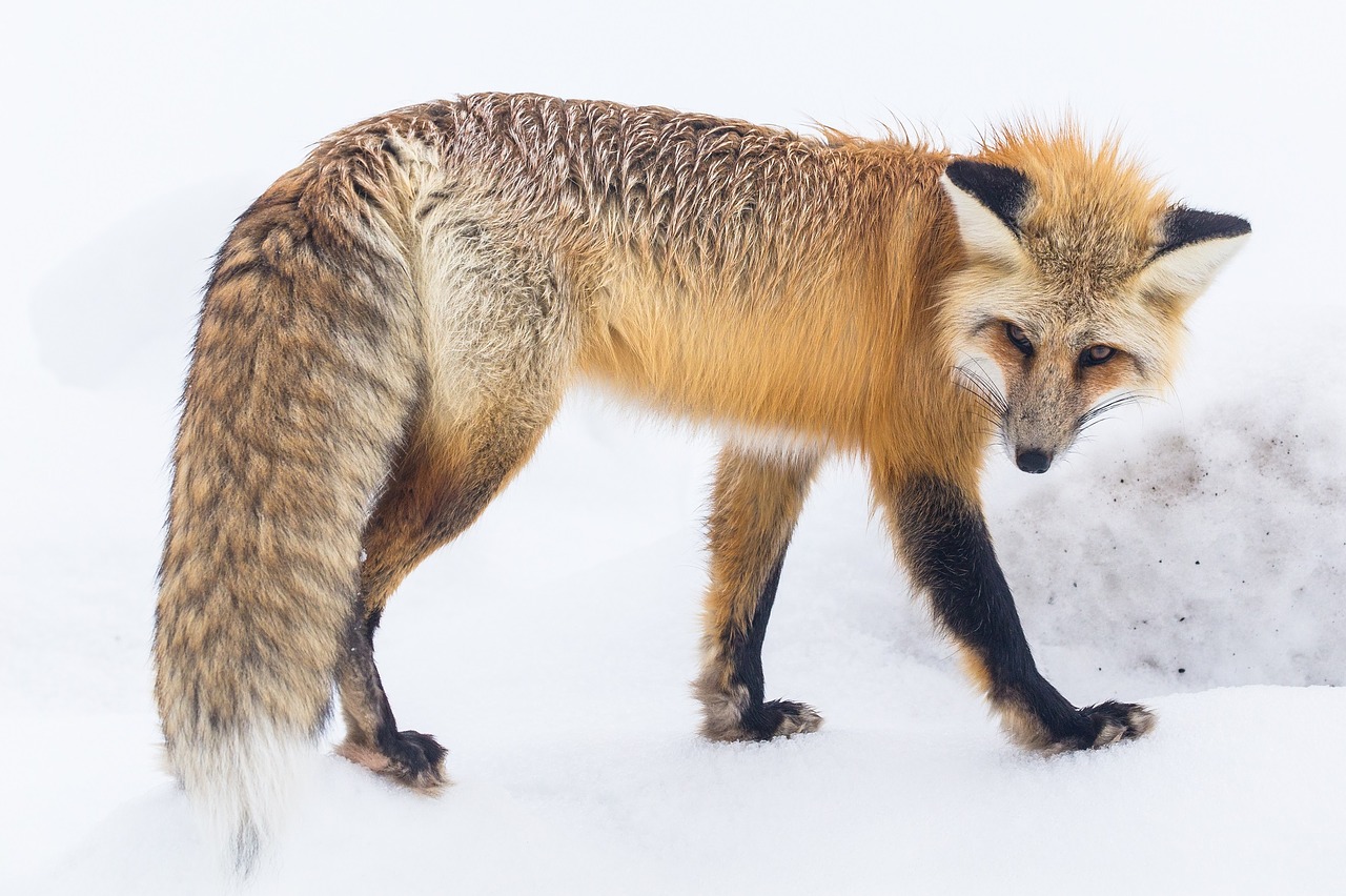 Image - red fox wildlife snow winter