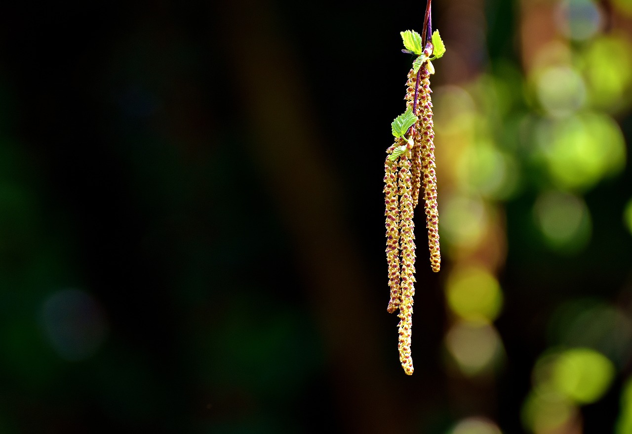 Image - birch seeds tree depend nature