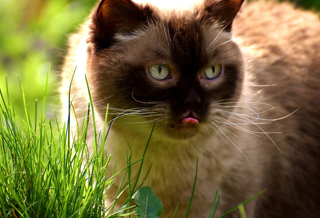 Image - british shorthair cat mieze